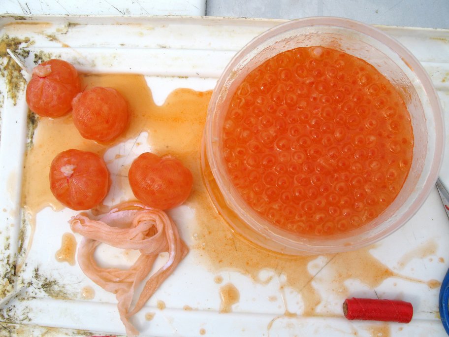 Salmon roe sturgeon baits