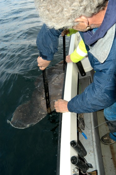 Gaffing big Skate