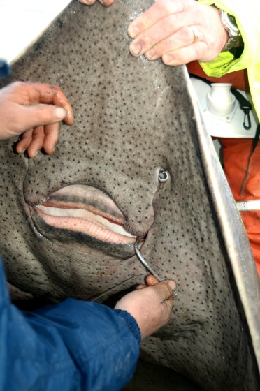 Disgorging Common Skate