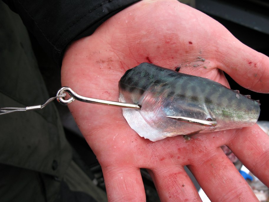 Tope bait on the day