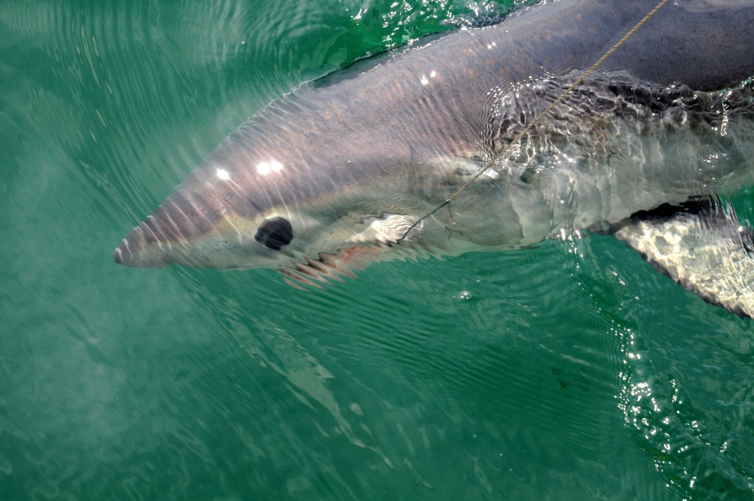 Porbeagle At The Boat