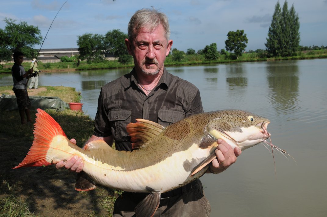Phill Williams Amazonian Red Tailed Catfish