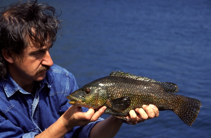 Phill, typical Lundy Ballan Wrasse