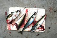 Three tope baits