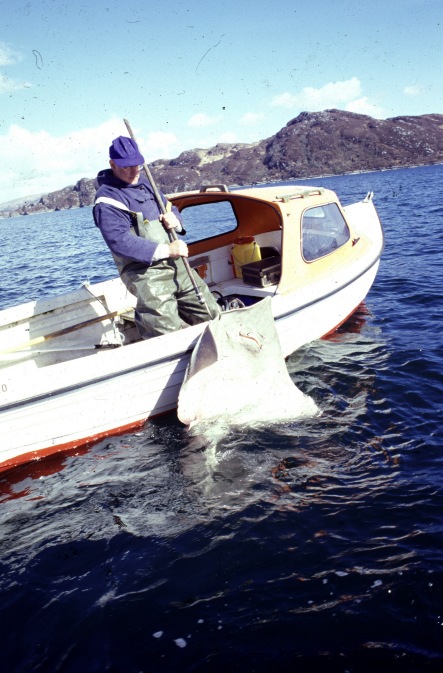 105 Pounder coming into boat 105 Pounder coming into boat