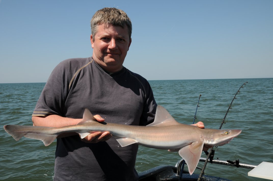 Unmarked Smoothhound