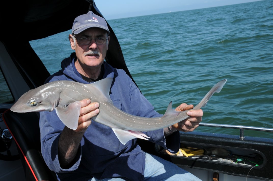 Spotted Smoothhound